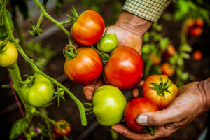 Plan ahead for your spring garden